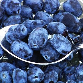 Жимолость Бореалис P9