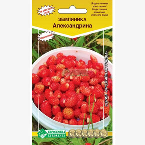 Земляника Александрина/ Евросемена