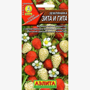 Земляника Зита и Гита АЭЛИТА