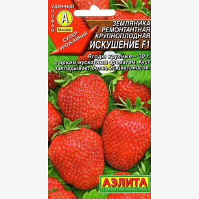 Земляника Искушение/ Аэлита