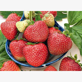 ЗЕМЛЯНИКА САДОВАЯ ДАРОЙЯЛ (DAROYAL)