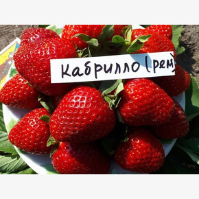 ЗЕМЛЯНИКА САДОВАЯ КАБРИЛЬО (CABRILLO) А+