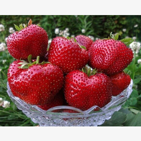 ЗЕМЛЯНИКА САДОВАЯ МАКСИМ (MAXIM) А+