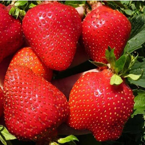 Земляника Фриго Альба (ранний) Тип А+