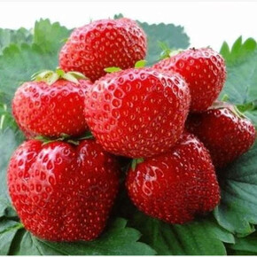 Земляника Фриго Вима Ксима (поздний) тип А+