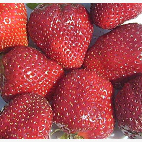 Земляника Фриго Вима Рина (ремонтантный ) Тип А+