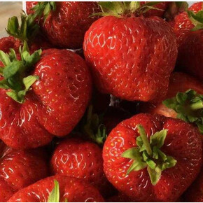 Земляника Фриго Кимберли ( ранний) Тип А+