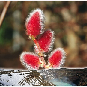 Ива Маунт Асо P9