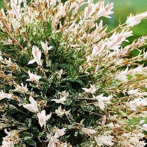 Ива Хакуро Нишики P12