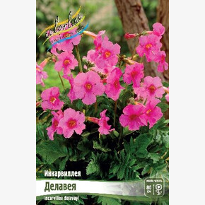 ИНКАРВИЛЛЕЯ ДЕЛАВЕЯ