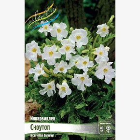 ИНКАРВИЛЛЕЯ СНОУТОП