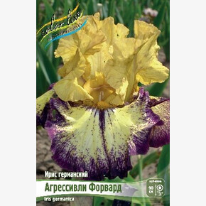 ИРИС ГЕРМАНСКИЙ АГРЕССИВЛИ ФОРВАРД