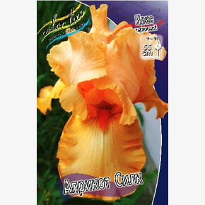 ИРИС ГЕРМАНСКИЙ АПРИКОТ СИЛК