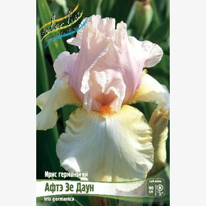 ИРИС ГЕРМАНСКИЙ АФТЭ ЗЕ ДАУН