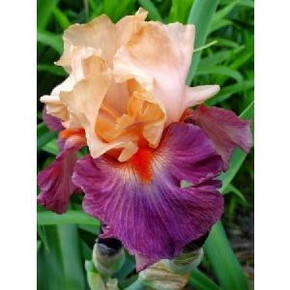 ИРИС ГЕРМАНСКИЙ БРАГГАДОЧЬО