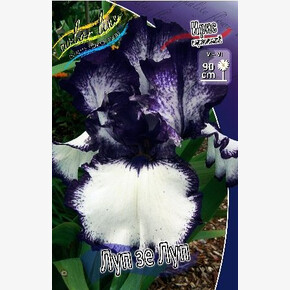 ИРИС ГЕРМАНСКИЙ ЛУП ЗЕ ЛУП