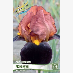 ИРИС ГЕРМАНСКИЙ МОМАКУИН