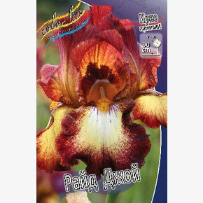 ИРИС ГЕРМАНСКИЙ РАЙД ДЖОЙ