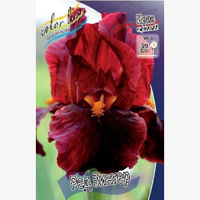 ИРИС ГЕРМАНСКИЙ РЕД ЗИНГЕР