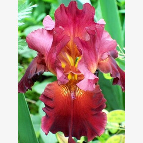 ИРИС ГЕРМАНСКИЙ САМУРАЙ УОРРИОР