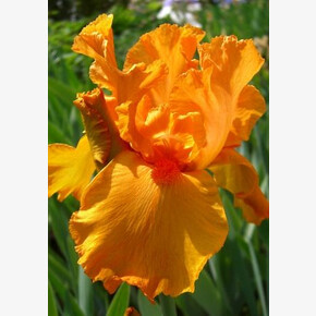 ИРИС ГЕРМАНСКИЙ ФЬЮ ДУ СЕЙЛ