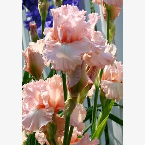 ИРИС ГЕРМАНСКИЙ ХЭППЕНСТАНС