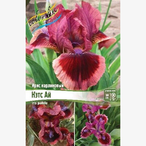 Ирис карликовый КЭТС АЙ