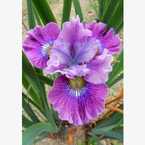 ИРИС СИБИРСКИЙ КЭЕРЛЕСС САЛЛИ