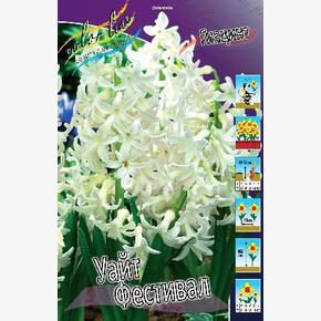 ИРИС СИБИРСКИЙ СУИТЕР СТИЛЛ