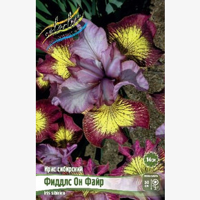 ИРИС СИБИРСКИЙ ФИДДЛС ОН ФАЙР