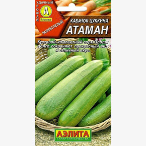 Кабачок Атаман/Аэлита