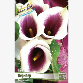 КАЛЛА ВЕРМЕЕР