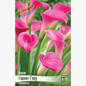 КАЛЛА ГАРНЕТ ГЛОУ