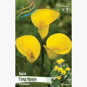 КАЛЛА ГОЛД КРАУН