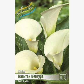 Калла Капитан Вентура