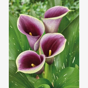 КАЛЛА КАПИТАН РАНОМИ