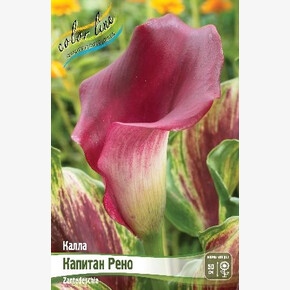 Калла Капитан Рено