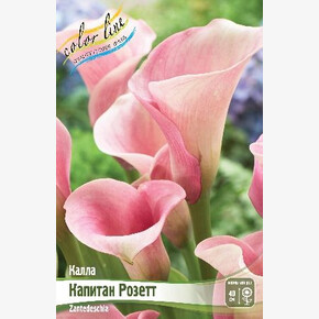 Калла Капитан Розетт