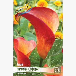 Калла Капитан Сафари