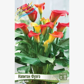 КАЛЛА КАПИТАН ФУЭГО