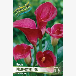 КАЛЛА МАДЖЕСТИК РЕД