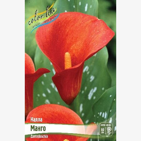 КАЛЛА МАНГО