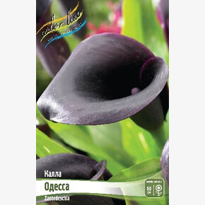 Калла Одесса