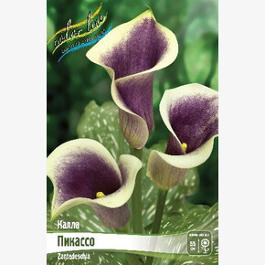 Калла Пикассо