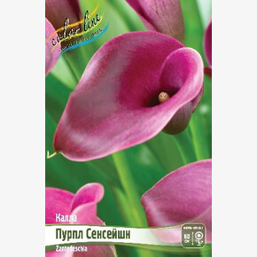 КАЛЛА ПУРПЛ СЕНСЕЙШН