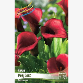 КАЛЛА РЕД СОКС