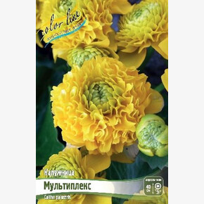 КАЛУЖНИЦА МУЛЬТИПЛЕКС