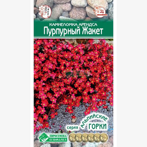 Камнеломка арендса Пурпурный Жакет (0,02 гр)