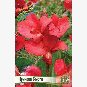 КАННА (ЗЕЛЕН) КРИМЗОН БЬЮТИ