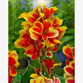 КАННА (ЗЕЛЕН) РЕЙНЕ ШАРЛОТТ